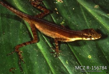 Media type: image;   Herpetology R-156784 Description: Photo of animal in life, taken in the field by Dr. Kenneth Ichiro Miyata. A slide of the photo was scanned in 2012 by Melissa Wooley.;  Aspect: lateral